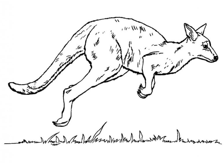 Målarbild En Hoppande Känguru