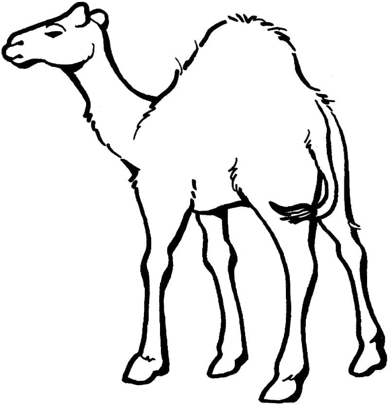 Målarbild En Kamel