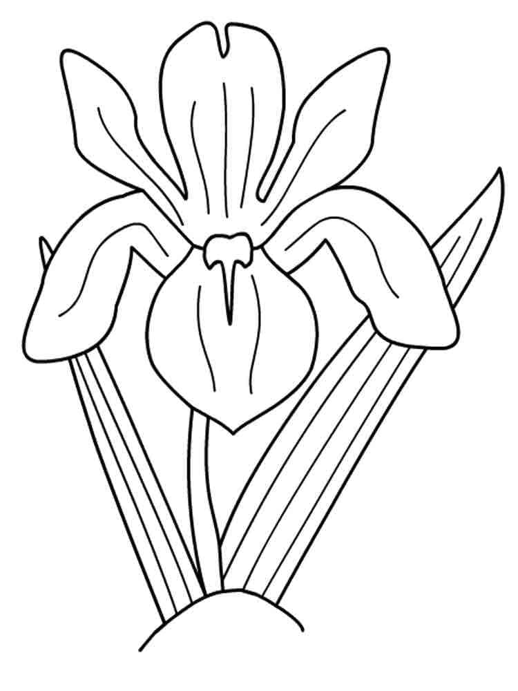 Målarbild Enkel Irisblomma