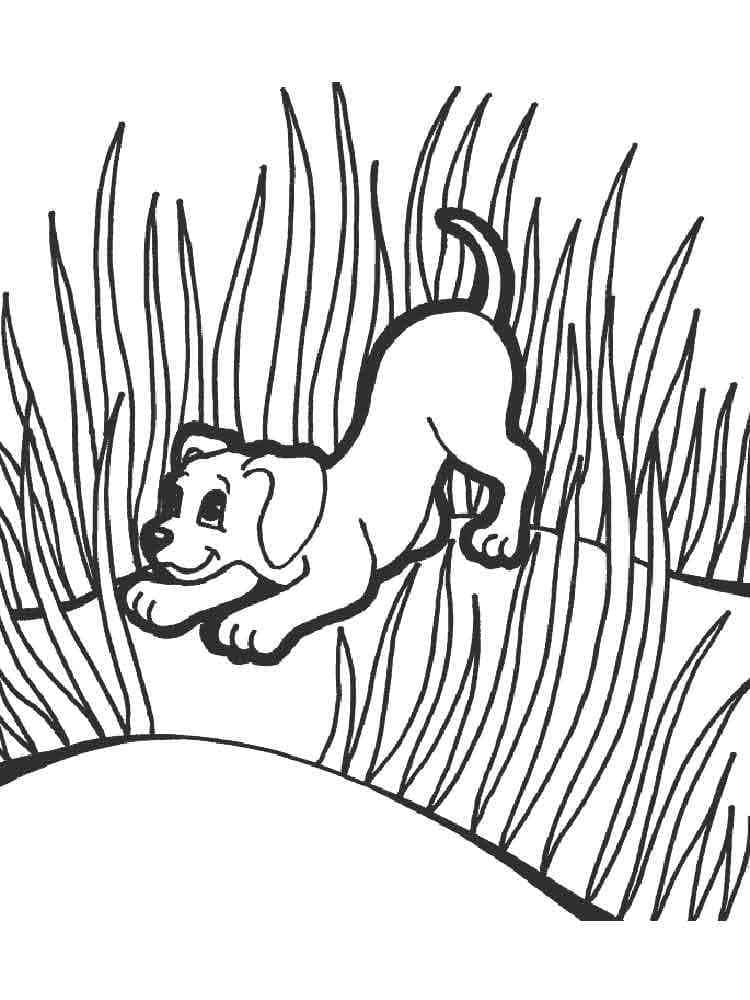 Målarbild Hund På Gräset