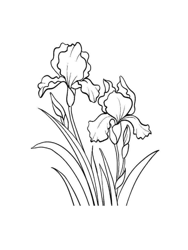 Målarbild Iris Blommar