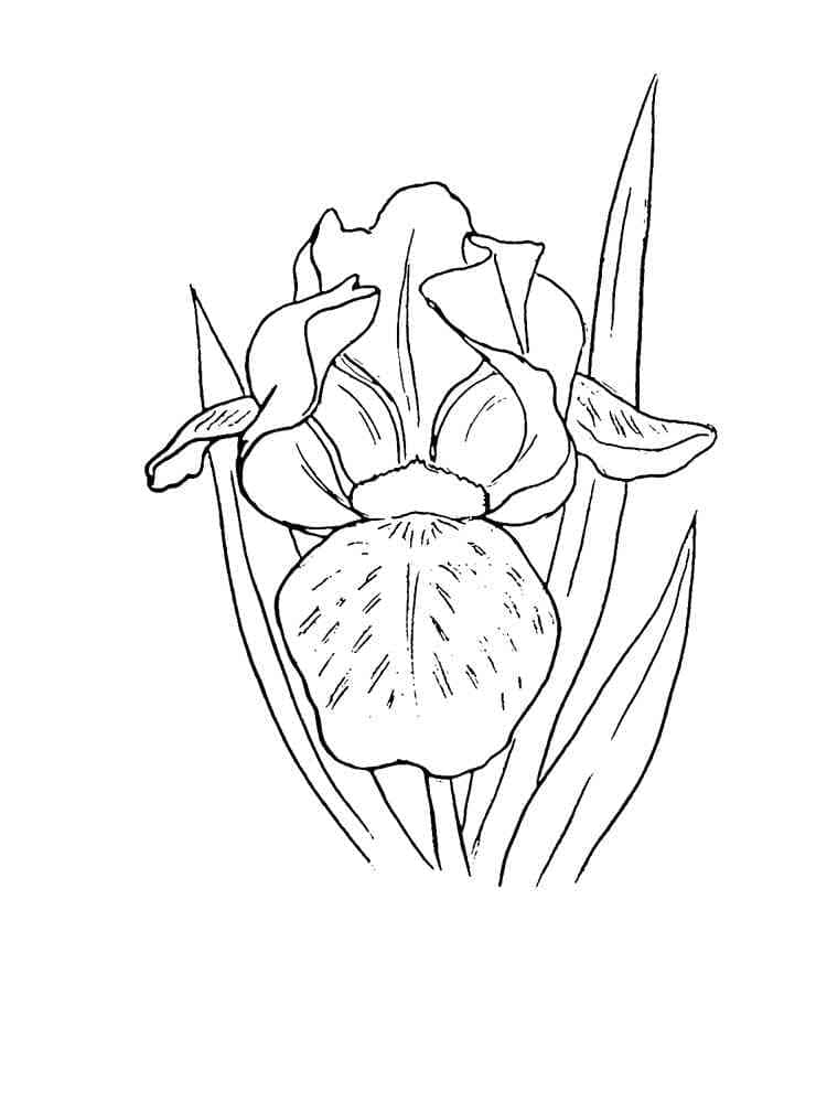 Målarbild Iris Blommor 2