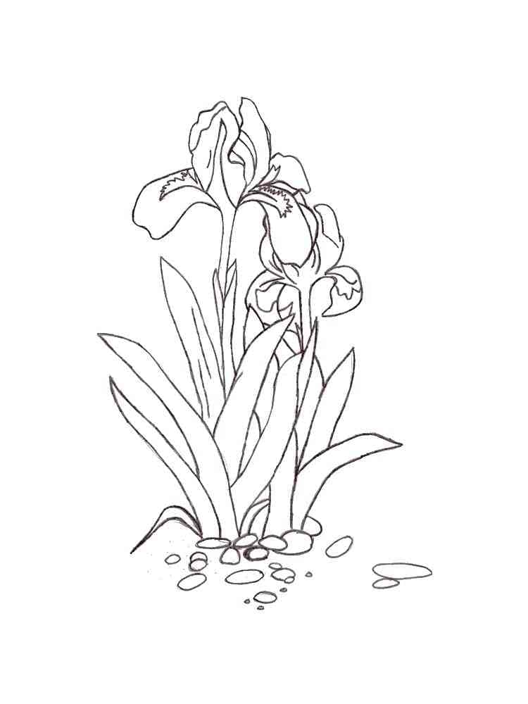 Målarbild Iris Blommor 3