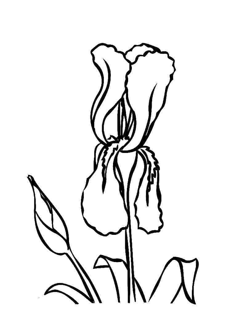 Målarbild Irisblomma för Barn