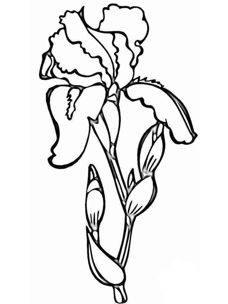 Målarbild Irisblomma Gratis
