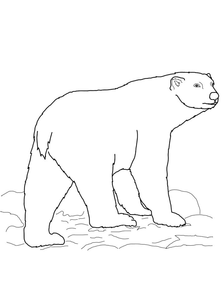 Målarbild Isbjörn Gratis för Barn
