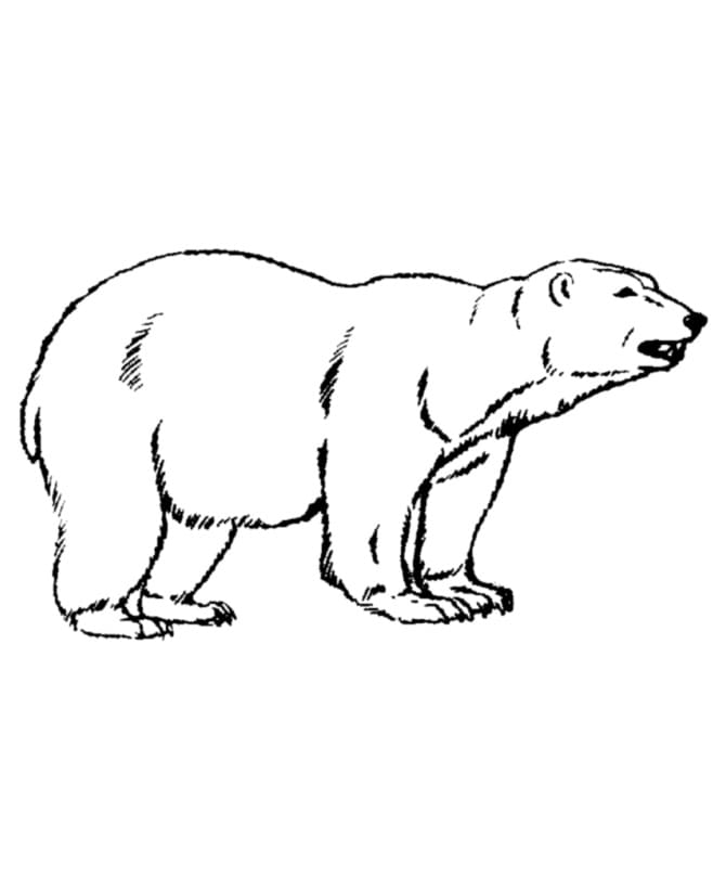 Målarbild Isbjörn Gratis