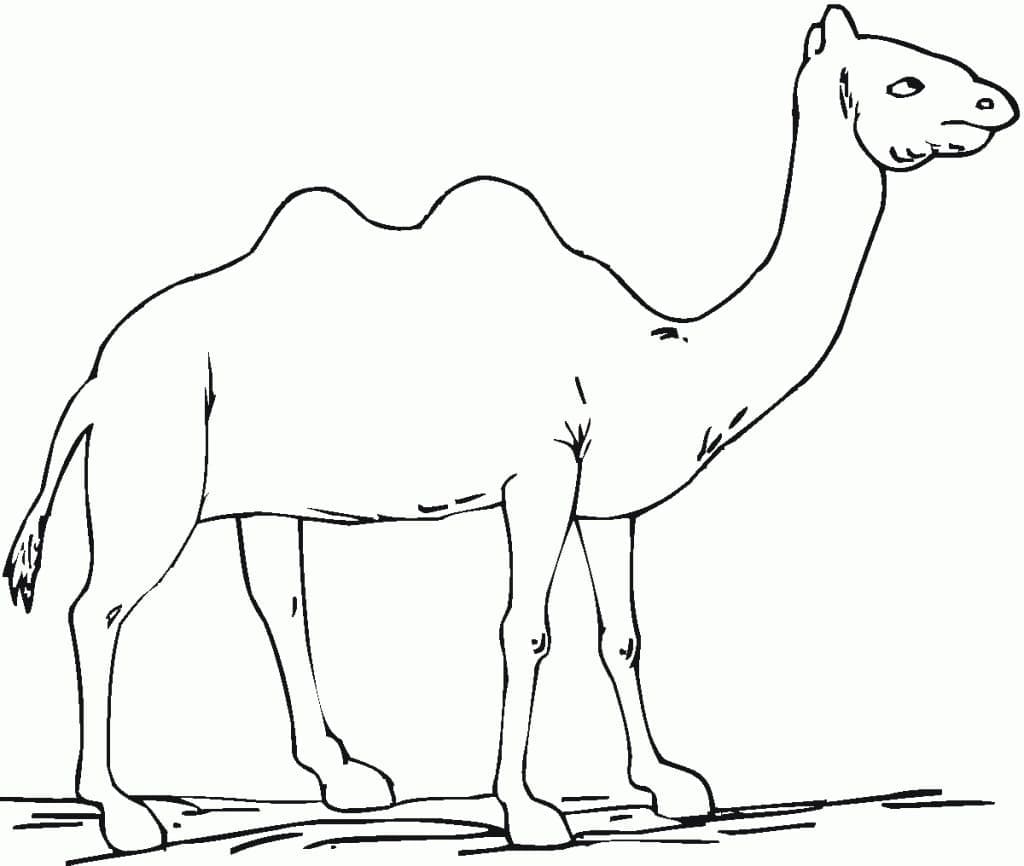 Målarbild Kamel 1