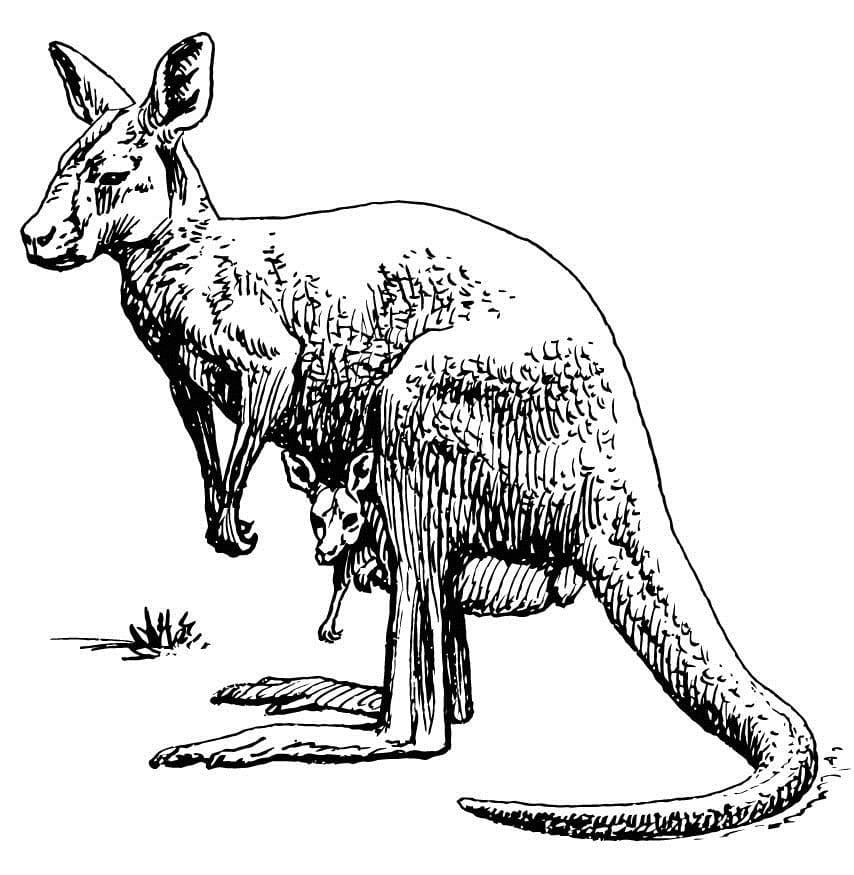 Målarbild Känguru 3