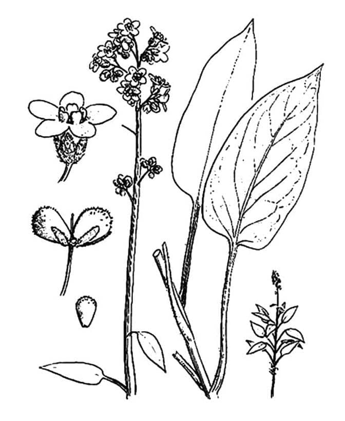 Målarbild Lavendelväxt