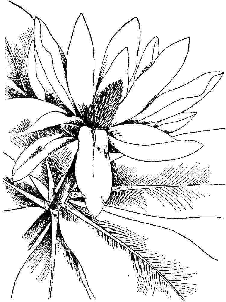 Målarbild Magnolia 1