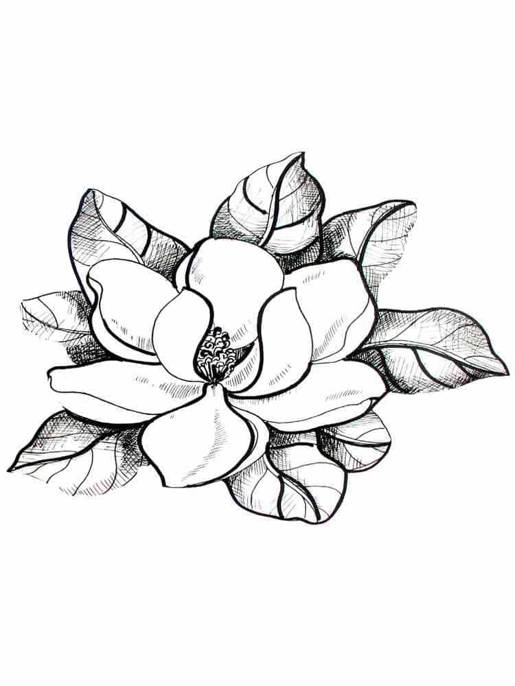Målarbild Magnolia 2