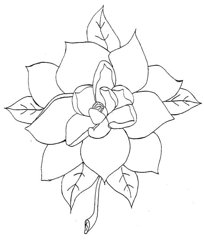 Målarbild Magnolia Blomma