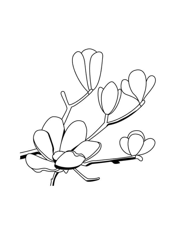 Målarbild Magnolia Blommor