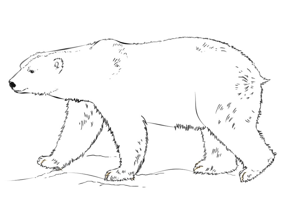 Målarbild Normal Isbjörn
