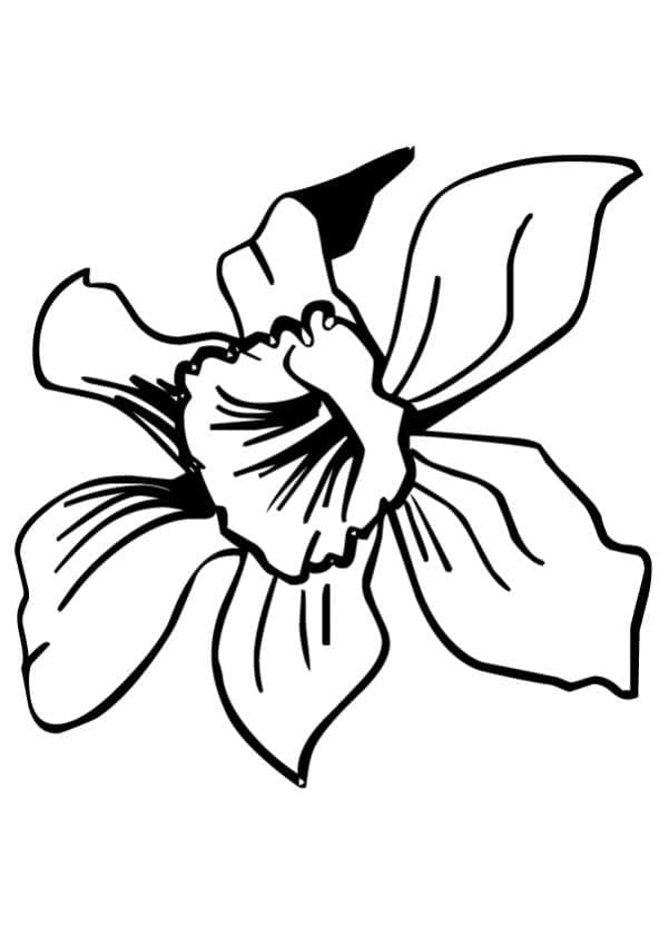 Målarbild Påsklilja Blomma