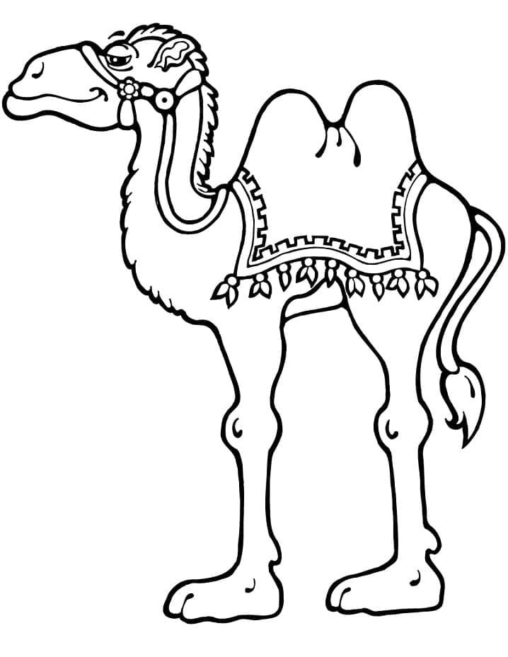 Målarbild Vacker Kamel