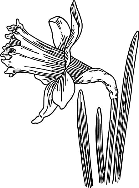 Målarbild Vacker Påsklilja Blomma