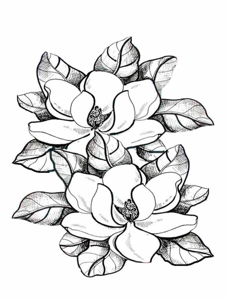 Målarbild Vackra Magnolior
