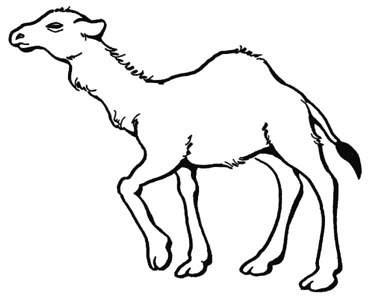 Målarbild Vandrande Kamel