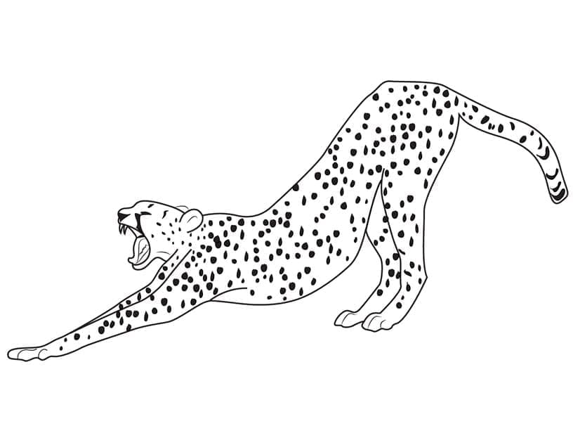 Målarbild Asiatisk Gepard