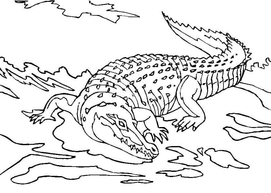 Målarbild Krokodil för Barn