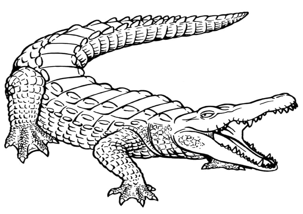 Målarbild Krokodil Gratis