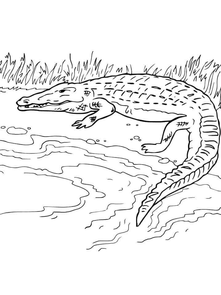 Målarbild Krokodil på Flodstranden