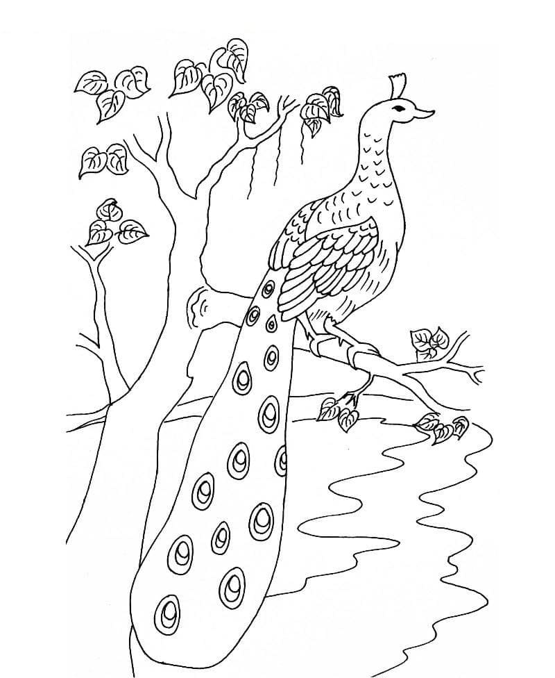 Målarbild Påfågel i Trädet