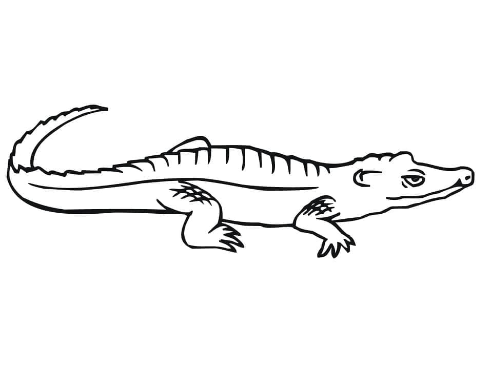 Målarbild Vanlig Krokodil