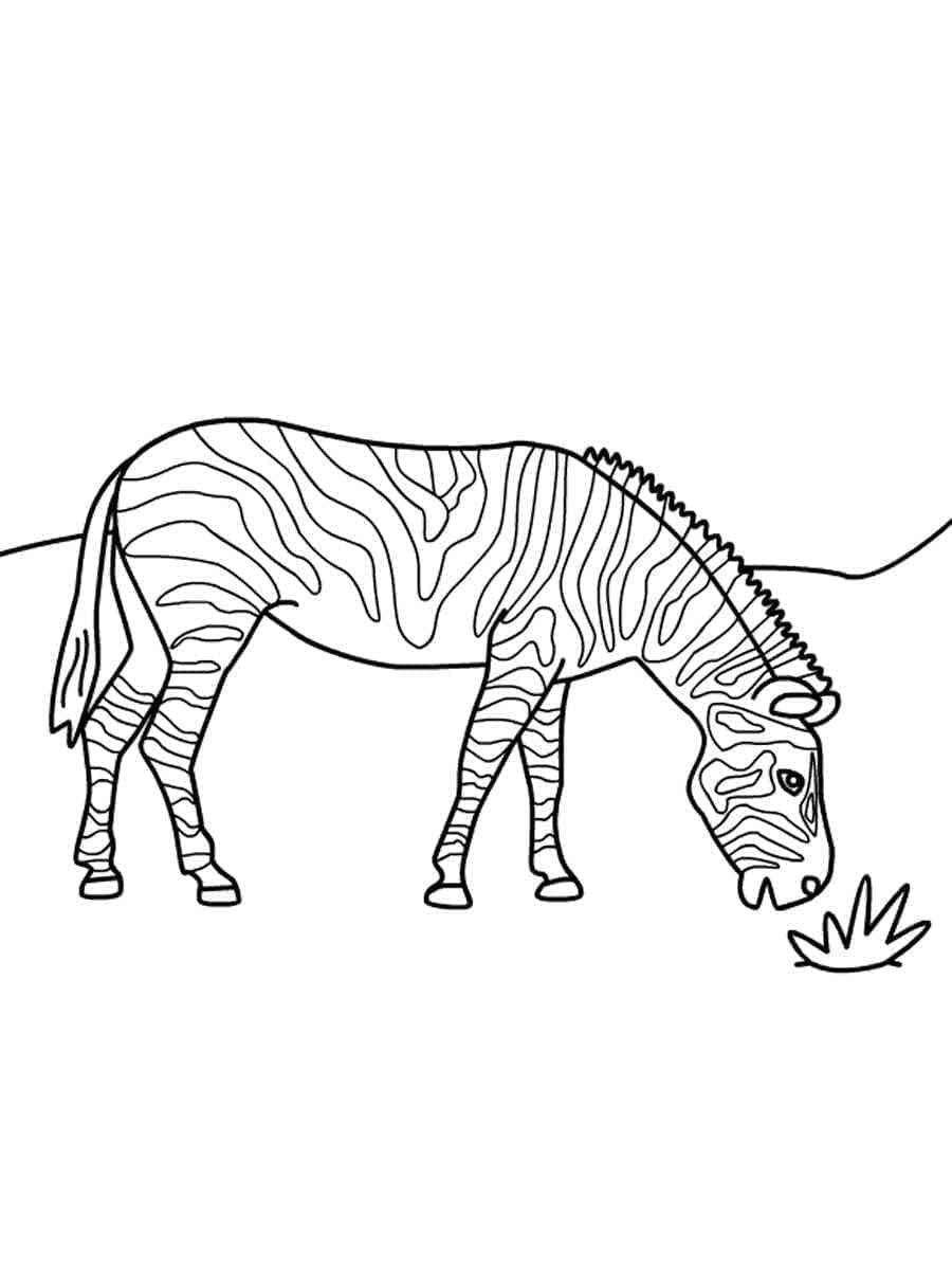 Målarbild Vild Zebra