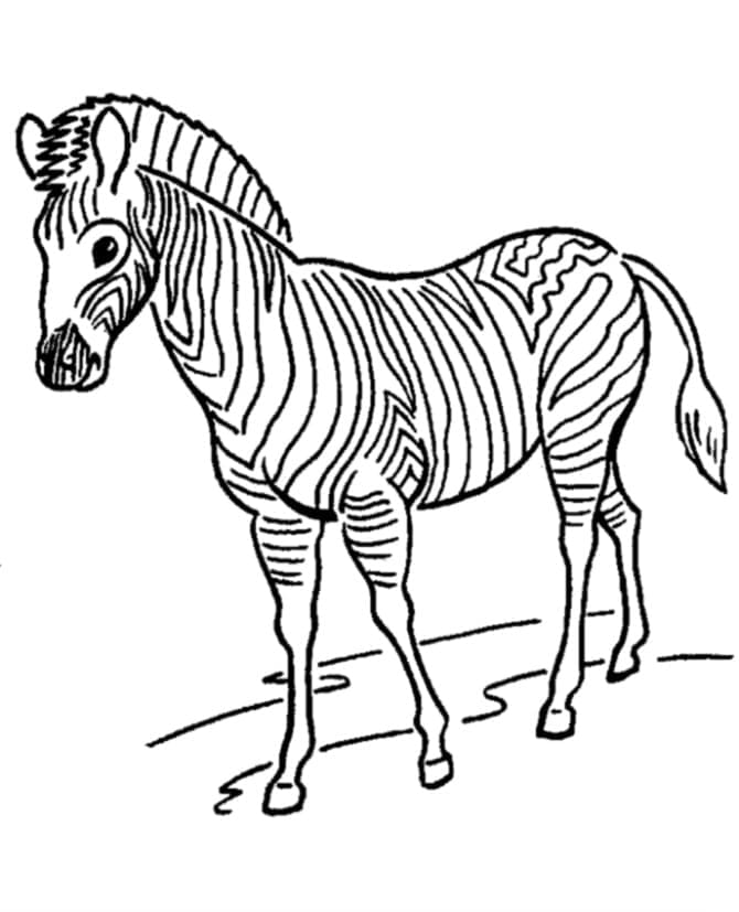 Målarbild Zebra 7