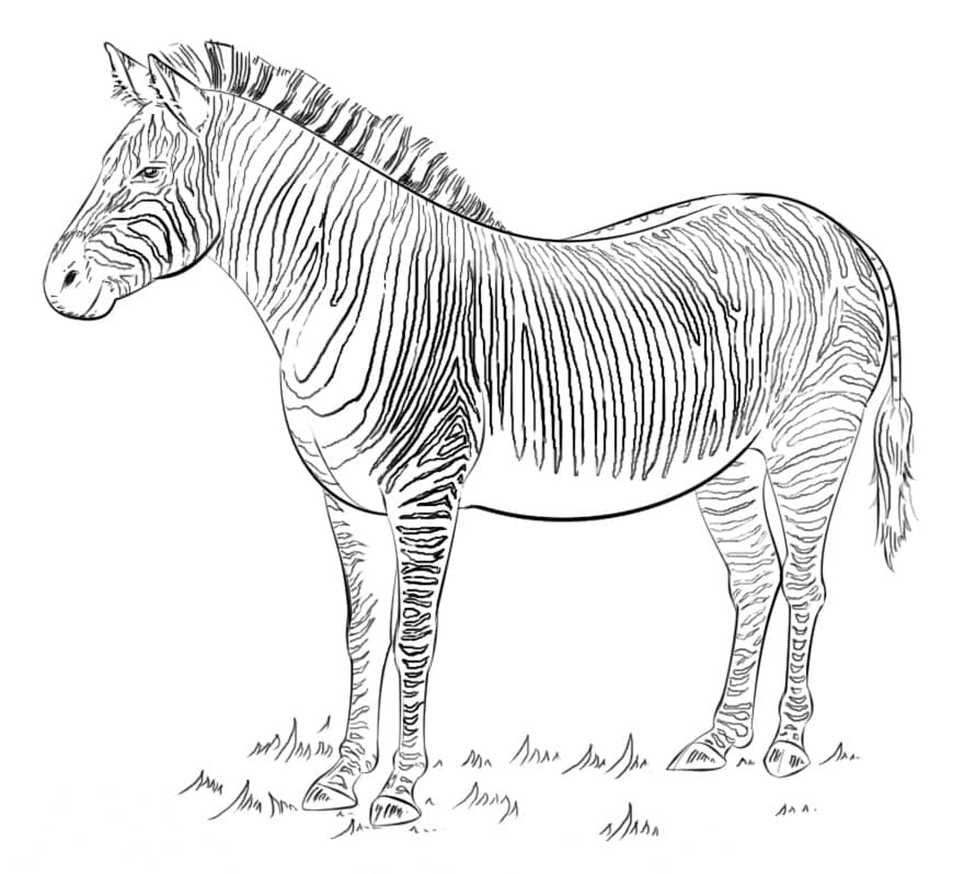 Målarbild Zebra 8