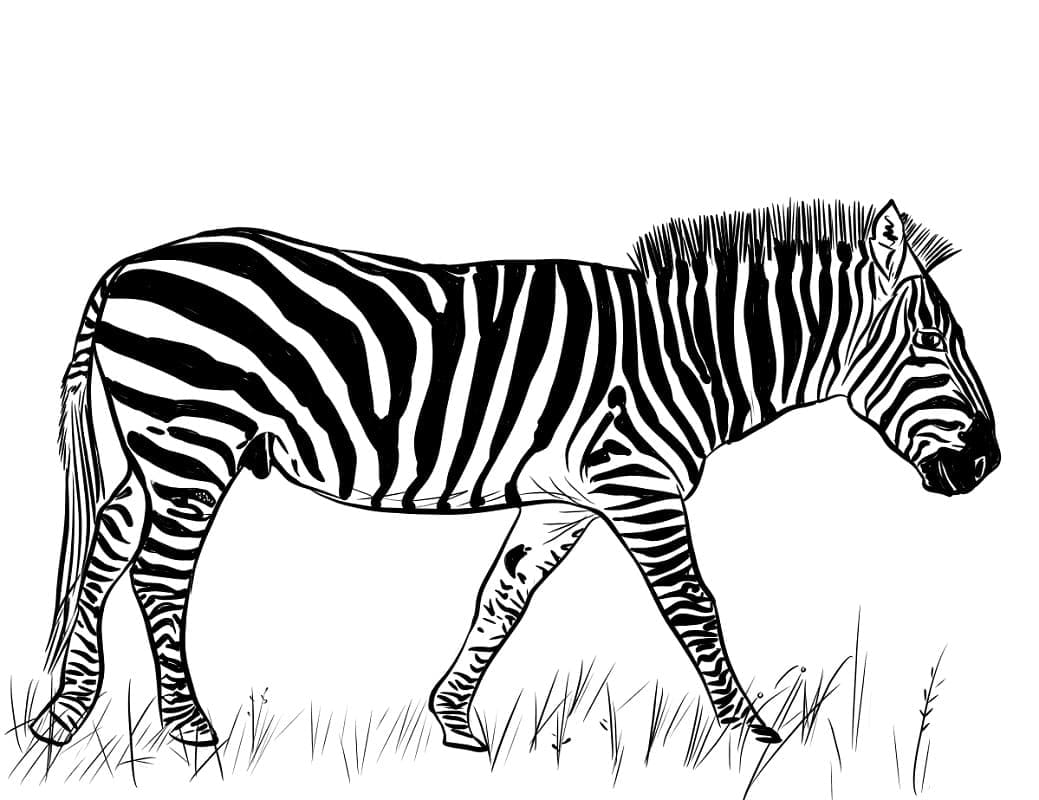 Målarbild Zebra 9