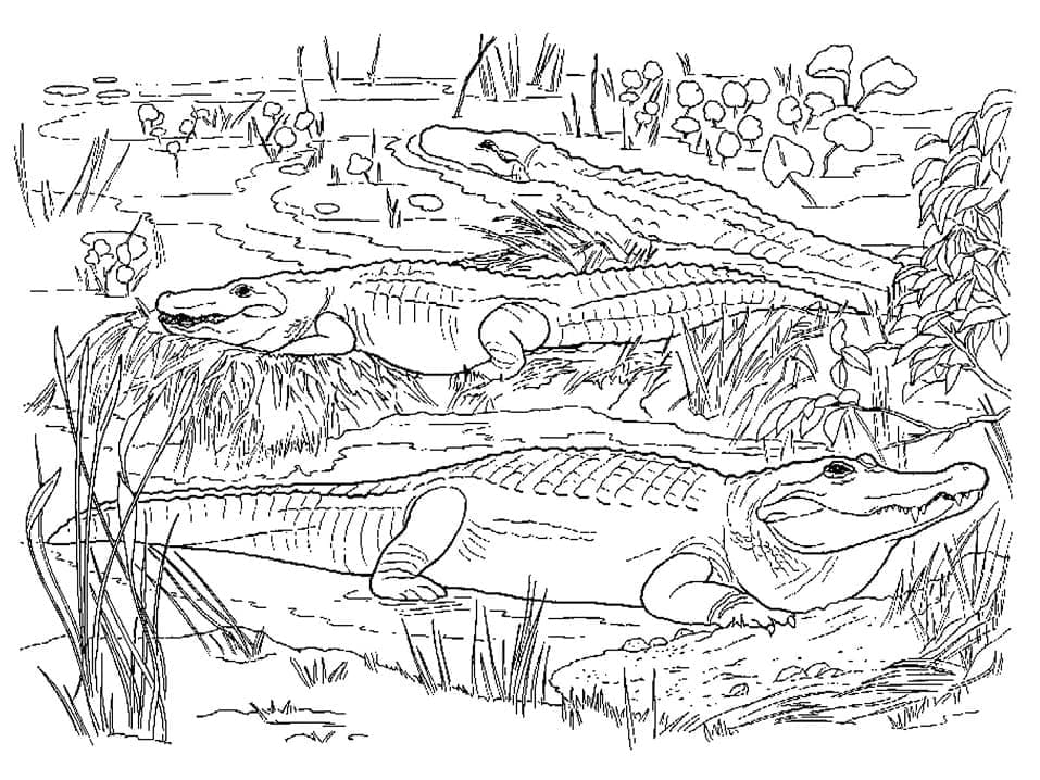 Målarbild Alligatorer