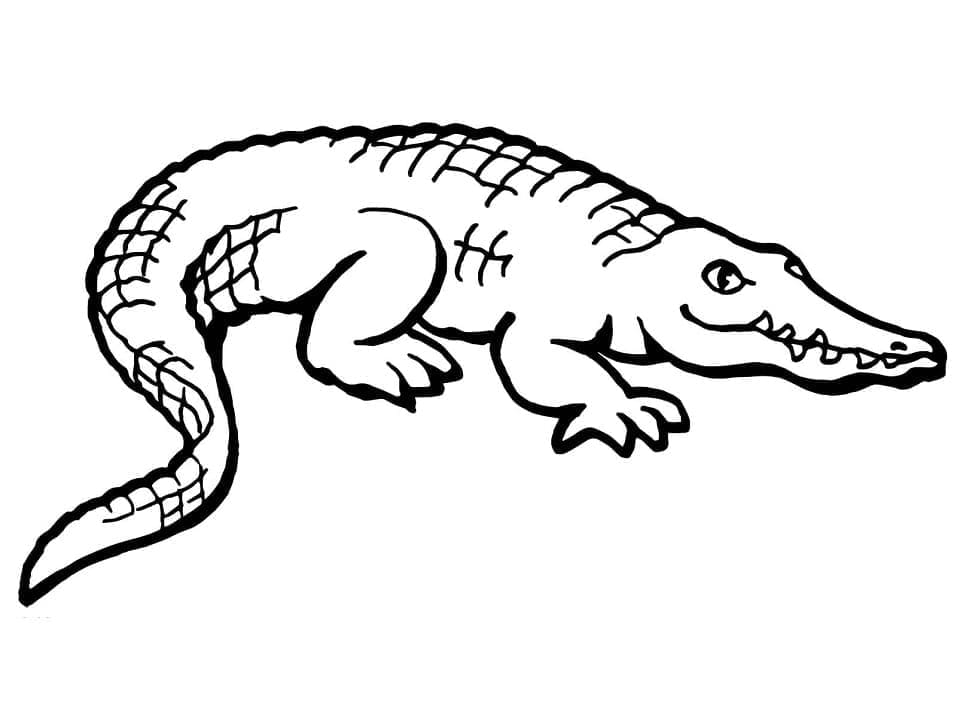 Målarbild Amerikansk Alligator