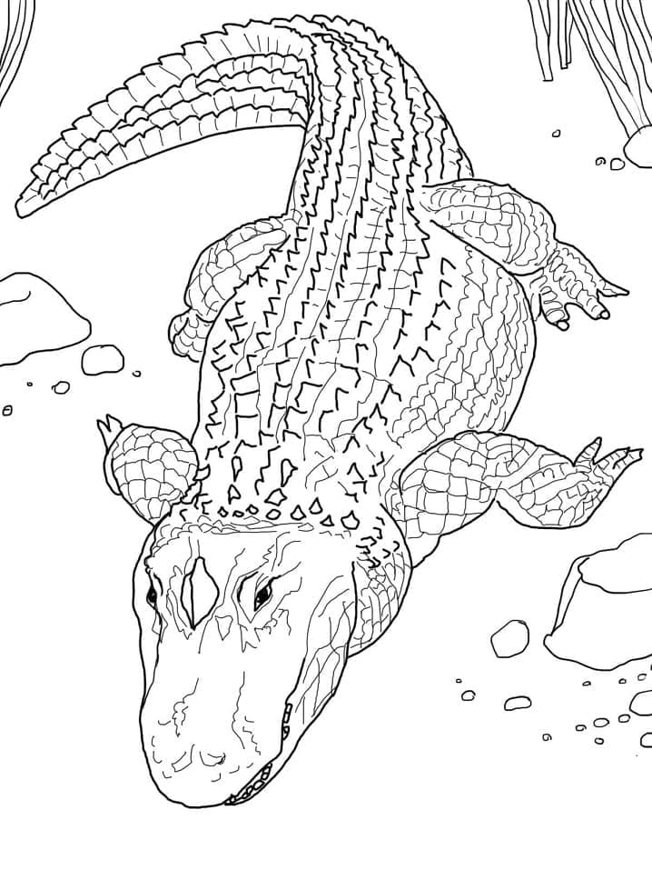 Målarbild En Krypande Alligator