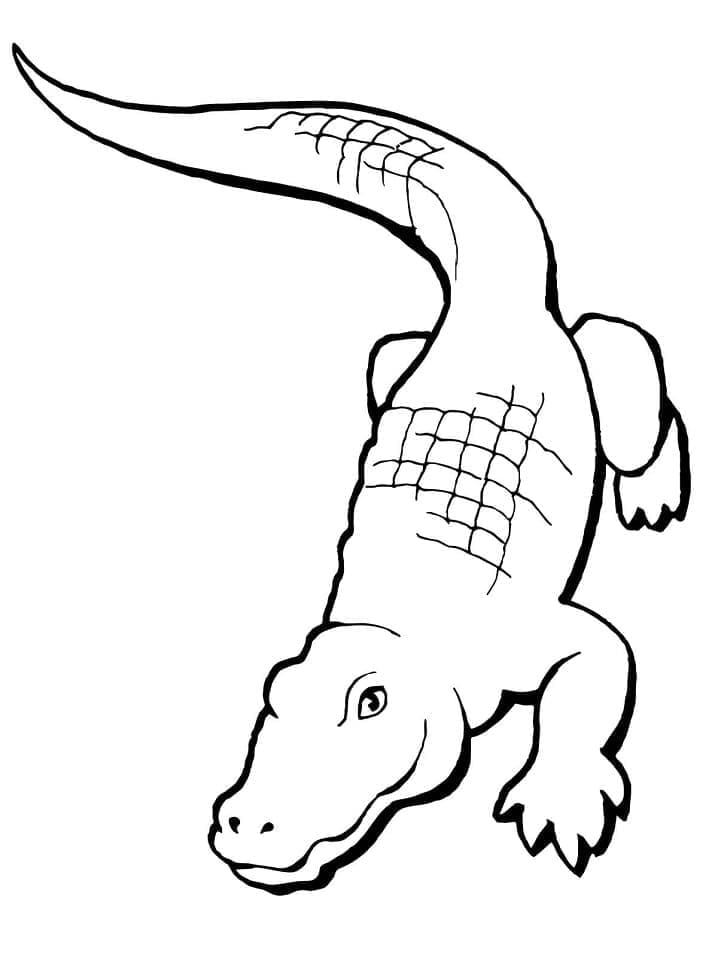 Målarbild Mycket Enkel Alligator