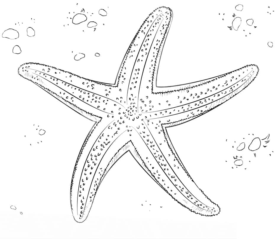 Målarbild Realistisk Sjöstjärna