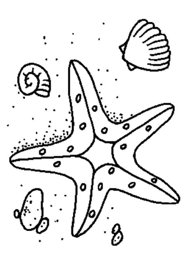Målarbild Sjöstjärnor och Snäckor