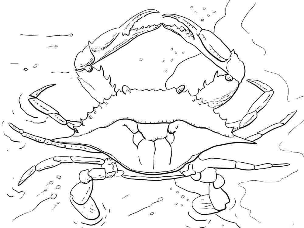 Målarbild Stor Krabba
