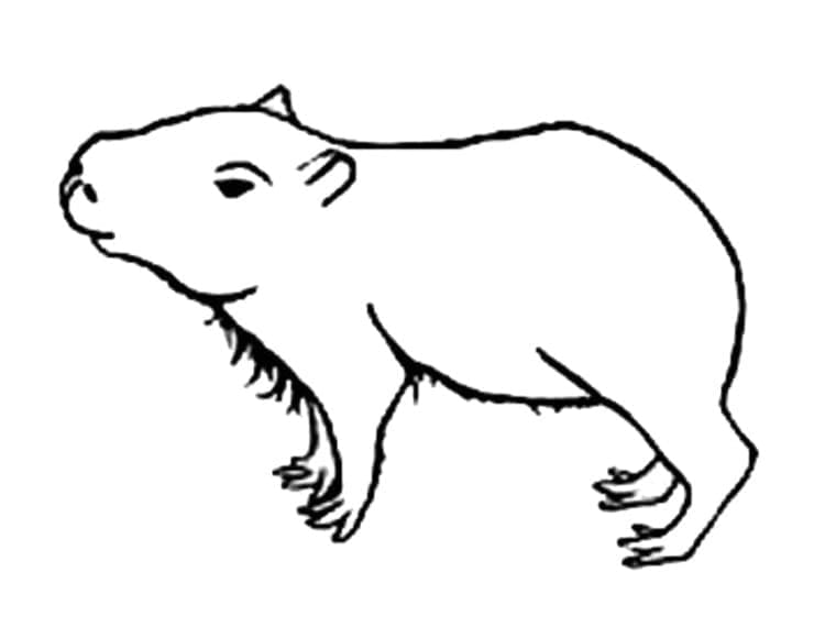Målarbild Capybara 3