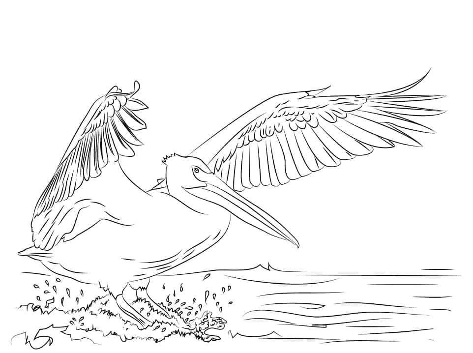 Målarbild En Pelikan