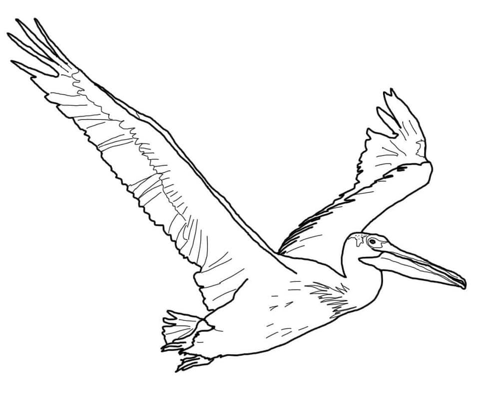 Målarbild Flygande Pelikan