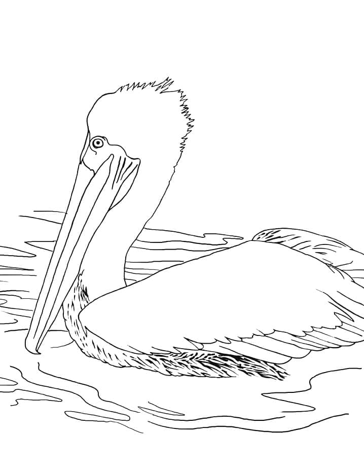 Målarbild Simmande Pelikan