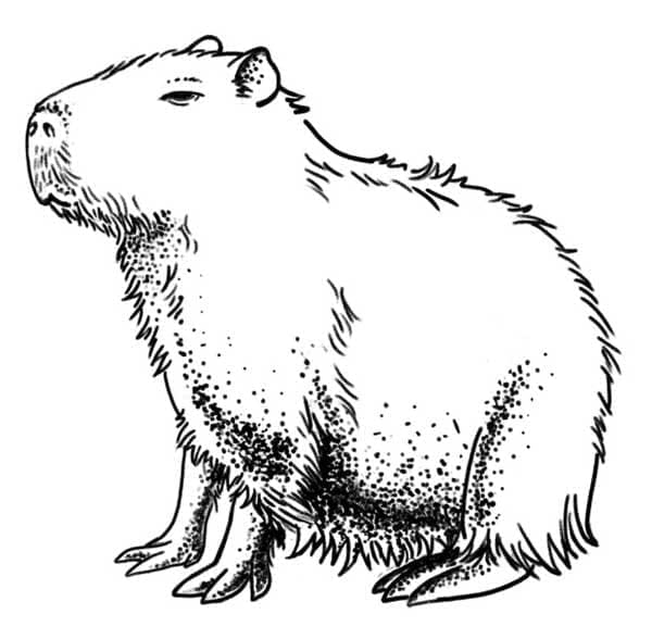 Målarbild Vänlig Kapybara