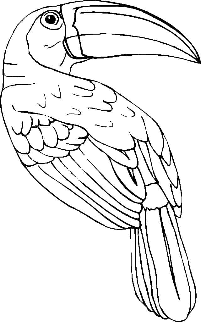 Målarbild Tukan - Fågel