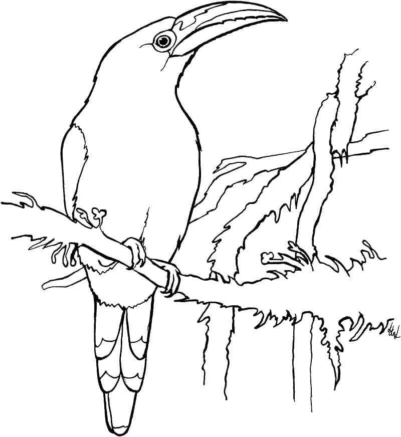 Målarbild Tukanfågel på Gren