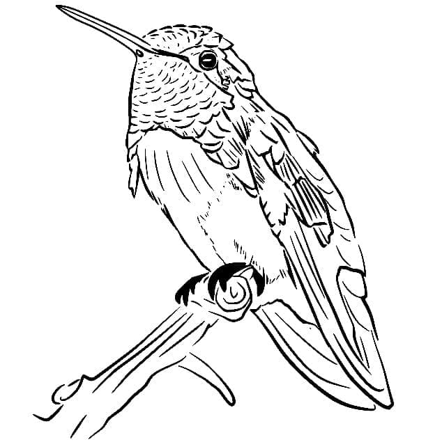 Målarbild En Liten Kolibri