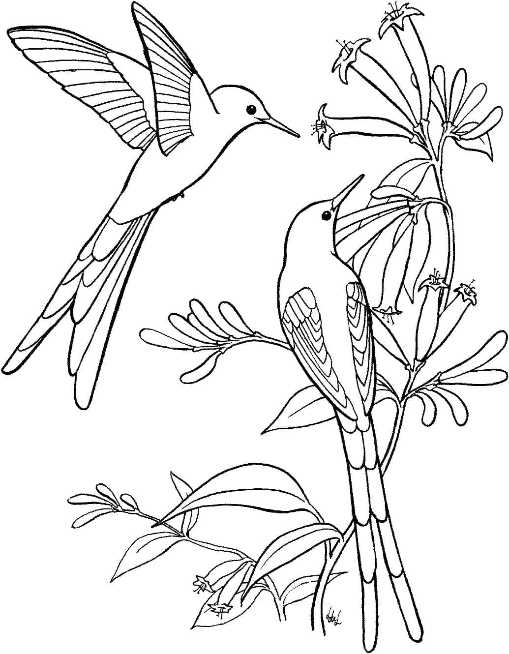 Målarbild Härliga Kolibrier